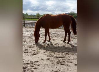 Westfaal, Merrie, 3 Jaar, 163 cm, Vos