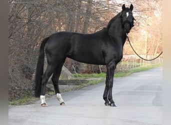 Westfaal, Merrie, 3 Jaar, 163 cm, Zwart