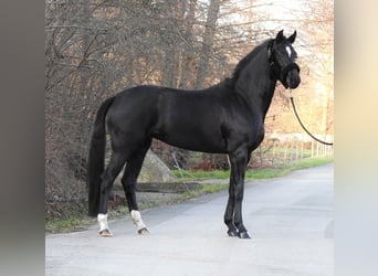 Westfaal, Merrie, 3 Jaar, 163 cm, Zwart