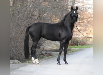 Westfaal, Merrie, 3 Jaar, 163 cm, Zwart
