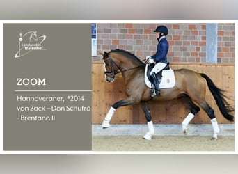 Westfaal, Merrie, 3 Jaar, 164 cm, Bruin