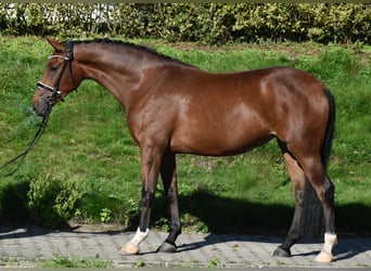 Westfaal, Merrie, 3 Jaar, 164 cm, Bruin