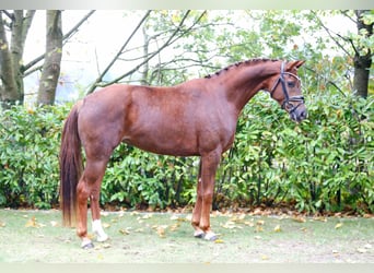 Westfaal, Merrie, 3 Jaar, 164 cm, Donkere-vos
