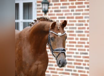 Westfaal, Merrie, 3 Jaar, 164 cm, Donkere-vos