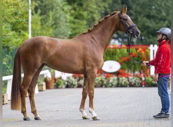 Westfaal, Merrie, 3 Jaar, 164 cm, Donkere-vos