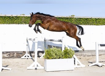 Westfaal, Merrie, 3 Jaar, 164 cm, Roodbruin