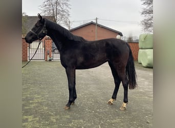 Westfaal, Merrie, 3 Jaar, 164 cm, Zwart