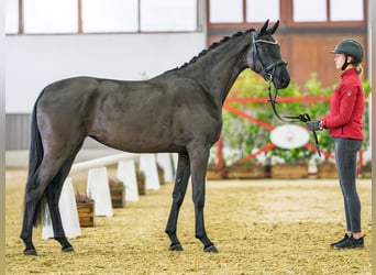 Westfaal, Merrie, 3 Jaar, 164 cm, Zwartbruin