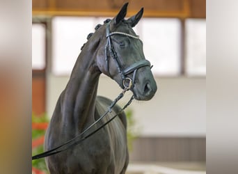 Westfaal, Merrie, 3 Jaar, 164 cm, Zwartbruin