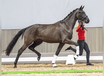 Westfaal, Merrie, 3 Jaar, 164 cm, Zwartbruin