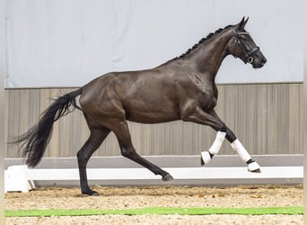 Westfaal, Merrie, 3 Jaar, 164 cm, Zwartbruin