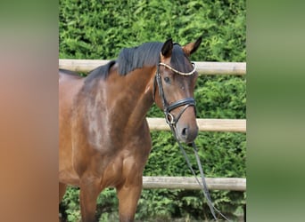 Westfaal, Merrie, 3 Jaar, 165 cm, Bruin