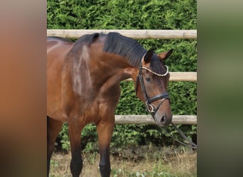 Westfaal, Merrie, 3 Jaar, 165 cm, Bruin