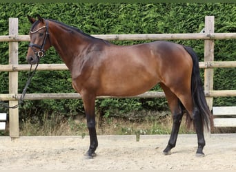 Westfaal, Merrie, 3 Jaar, 165 cm, Bruin