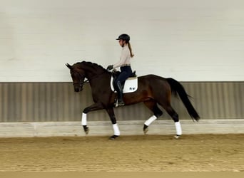 Westfaal, Merrie, 3 Jaar, 165 cm, Bruin