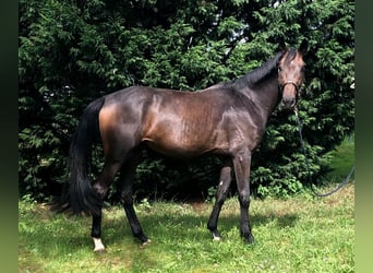 Westfaal, Merrie, 3 Jaar, 165 cm, Donkerbruin