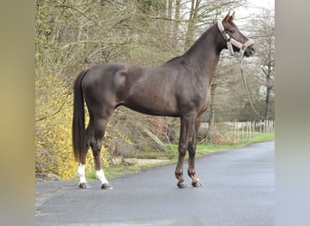 Westfaal, Merrie, 3 Jaar, 165 cm, Donkere-vos