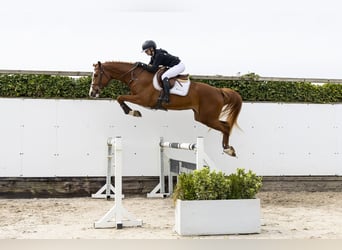 Westfaal, Merrie, 3 Jaar, 165 cm