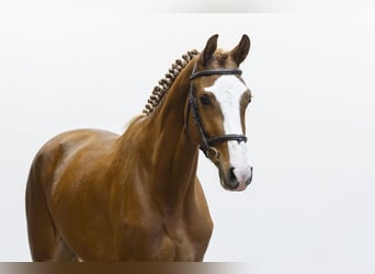 Westfaal, Merrie, 3 Jaar, 165 cm