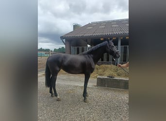 Westfaal, Merrie, 3 Jaar, 165 cm, Zwartbruin