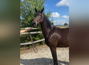 Westfaal, Merrie, 3 Jaar, 165 cm, Zwartbruin