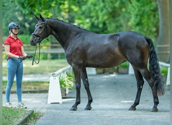 Westfaal, Merrie, 3 Jaar, 166 cm, Bruin