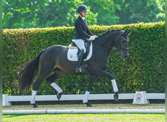 Westfaal, Merrie, 3 Jaar, 166 cm, Bruin
