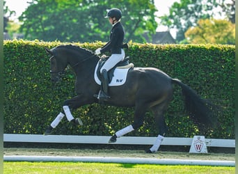 Westfaal, Merrie, 3 Jaar, 166 cm, Bruin