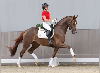 Westfaal, Merrie, 3 Jaar, 166 cm, Donkere-vos