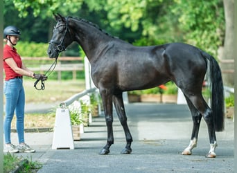 Westfaal, Merrie, 3 Jaar, 166 cm, Zwart