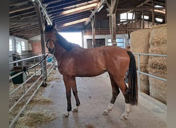 Westfaal, Merrie, 3 Jaar, 167 cm, Bruin