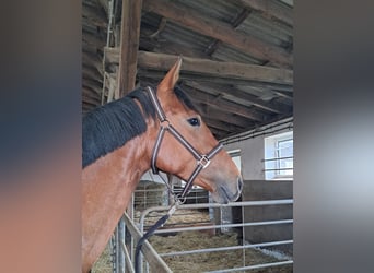 Westfaal, Merrie, 3 Jaar, 167 cm, Bruin