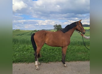 Westfaal, Merrie, 3 Jaar, 167 cm, Bruin