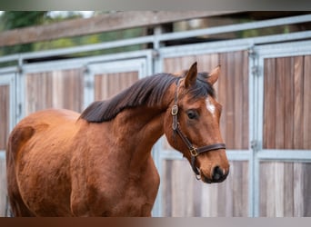 Westfaal, Merrie, 3 Jaar, 167 cm, Bruin