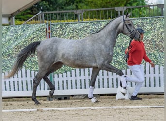 Westfaal, Merrie, 3 Jaar, 167 cm, Schimmel
