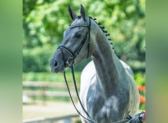 Westfaal, Merrie, 3 Jaar, 167 cm, Schimmel