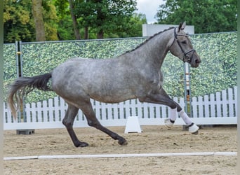 Westfaal, Merrie, 3 Jaar, 167 cm, Schimmel