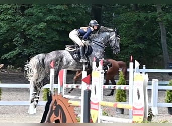Westfaal, Merrie, 3 Jaar, 168 cm, Appelschimmel
