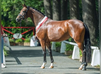 Westfaal, Merrie, 3 Jaar, 168 cm, Bruin
