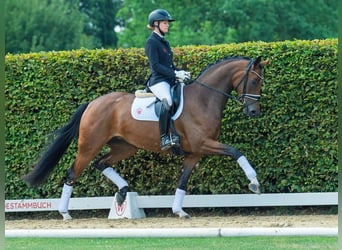 Westfaal, Merrie, 3 Jaar, 168 cm, Bruin