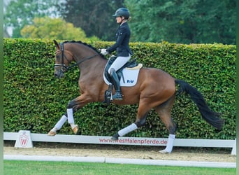 Westfaal, Merrie, 3 Jaar, 168 cm, Bruin