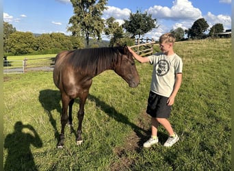 Westfaal, Merrie, 3 Jaar, 168 cm, Donkerbruin