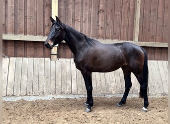 Westfaal, Merrie, 3 Jaar, 168 cm, Donkerbruin