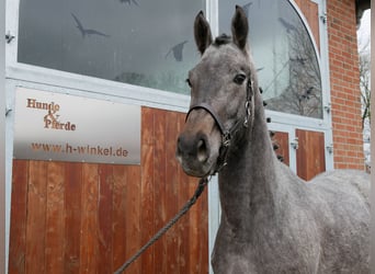 Westfaal, Merrie, 3 Jaar, 168 cm, Schimmel