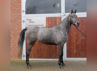 Westfaal, Merrie, 3 Jaar, 168 cm, Schimmel