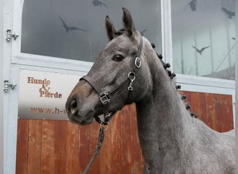 Westfaal, Merrie, 3 Jaar, 168 cm, Schimmel