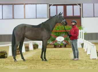 Westfaal, Merrie, 3 Jaar, 168 cm, Zwartbruin