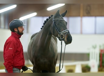 Westfaal, Merrie, 3 Jaar, 168 cm, Zwartbruin