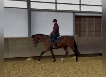 Westfaal, Merrie, 3 Jaar, 169 cm, Bruin