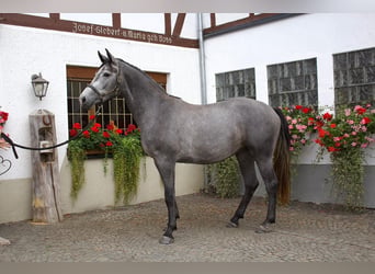 Westfaal, Merrie, 3 Jaar, 170 cm, Appelschimmel